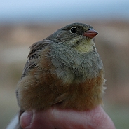 Ortolansparv, Sundre 20060507